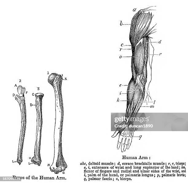 ilustraciones, imágenes clip art, dibujos animados e iconos de stock de anatomía humana; brazo humano - radio hueso del brazo