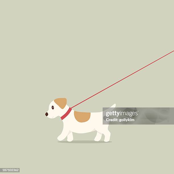 walking dog on lead jack russell terrier - walking dog profile stock illustrations