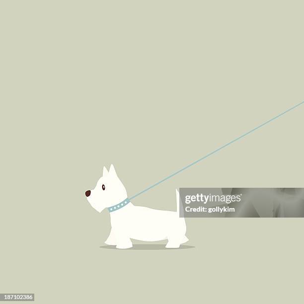 walking dog on lead westie - west highland white terrier stock illustrations