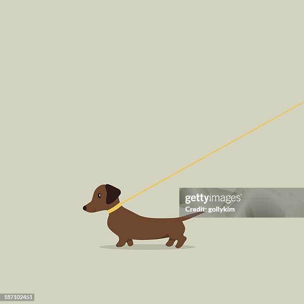 walking dog on lead dachshund - dachshund stock illustrations