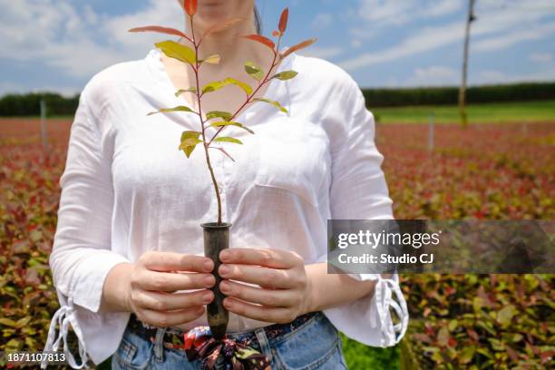 agronomo che tiene un piccolo albero di eucalipto per l'industria della cellulosa - membrana cellulare foto e immagini stock