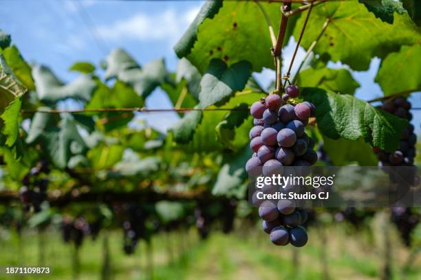 detail of a beautiful bunch of grapes on a vine - grapes on vine stockfoto's en -beelden