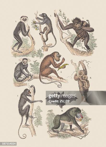 monkies and bat, hand-colored lithograph, published in 1880 - spider monkey hand stock illustrations