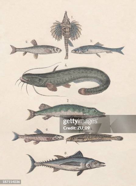pisces - northern pike stock illustrations