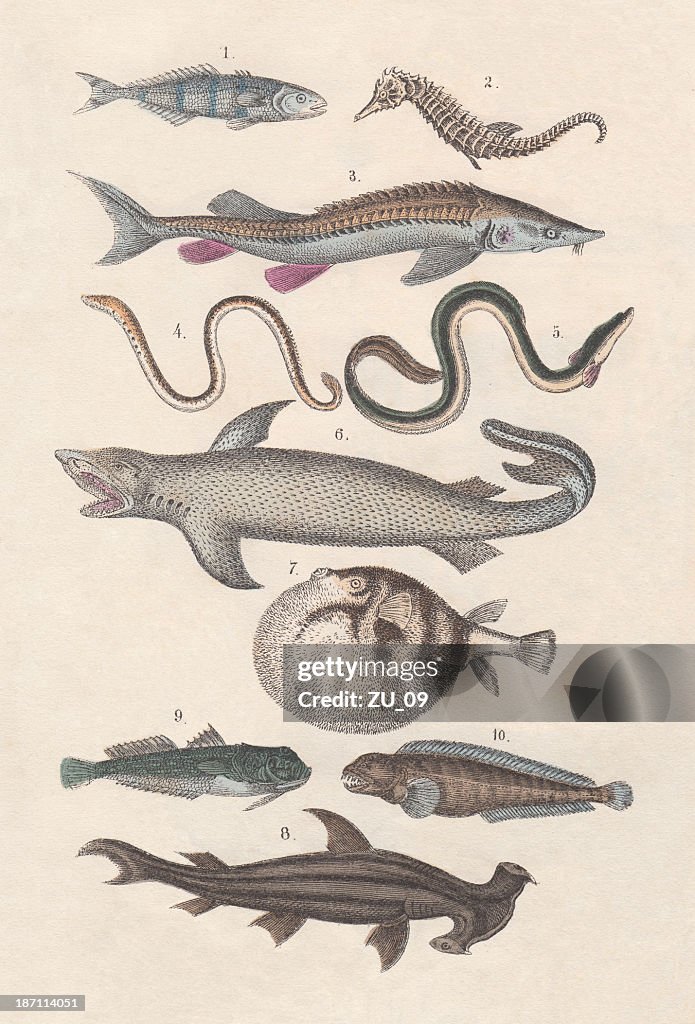 Pisces, hand-colored lithograph, published in 1880