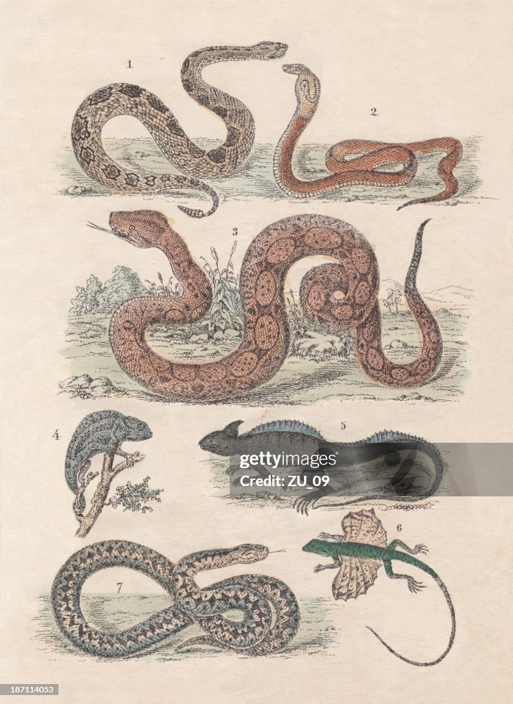Reptiles, hand-colored lithograph, published in 1880