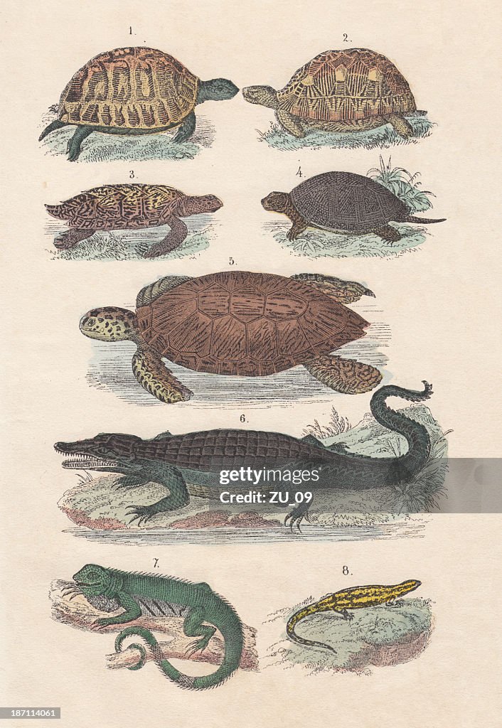 Reptiles, hand-colored lithograph, published in 1880
