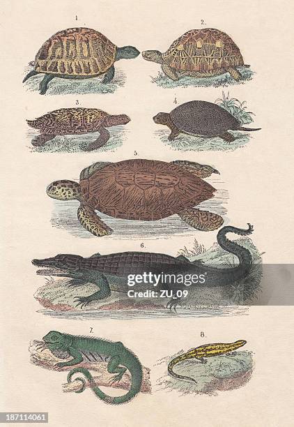 reptiles, hand-colored lithograph, published in 1880 - caiman stock illustrations