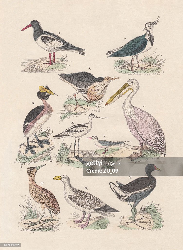Birds, hand-colored lithograph, published in 1880