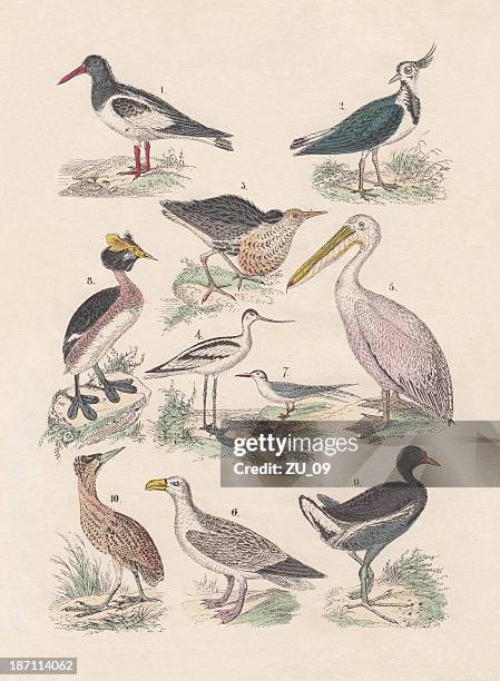 birds, hand-colored lithograph, published in 1880 - albatross stock illustrations