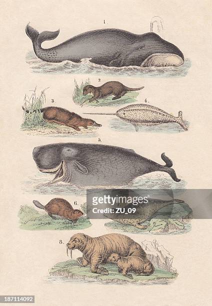 ilustraciones, imágenes clip art, dibujos animados e iconos de stock de aquatic mamíferos, de mano color lithograph, 1880 - mamífero