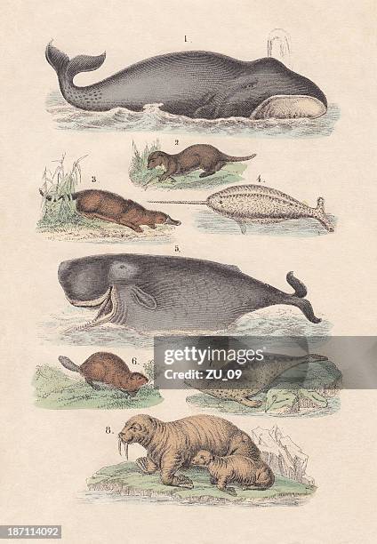 ilustrações, clipart, desenhos animados e ícones de mamíferos aquáticos, colorido à mão, 1880 litografia - lutra lutra