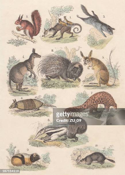 stockillustraties, clipart, cartoons en iconen met rodents, hand-colored lithograph, published in 1880 - giant anteater
