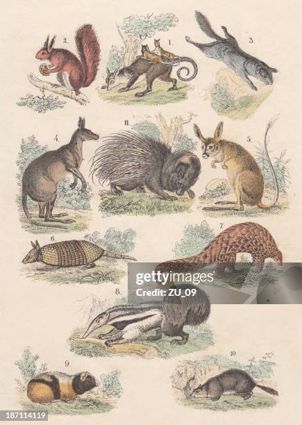 rodents, hand-colored lithograph, published in 1880 - giant anteater stock illustrations