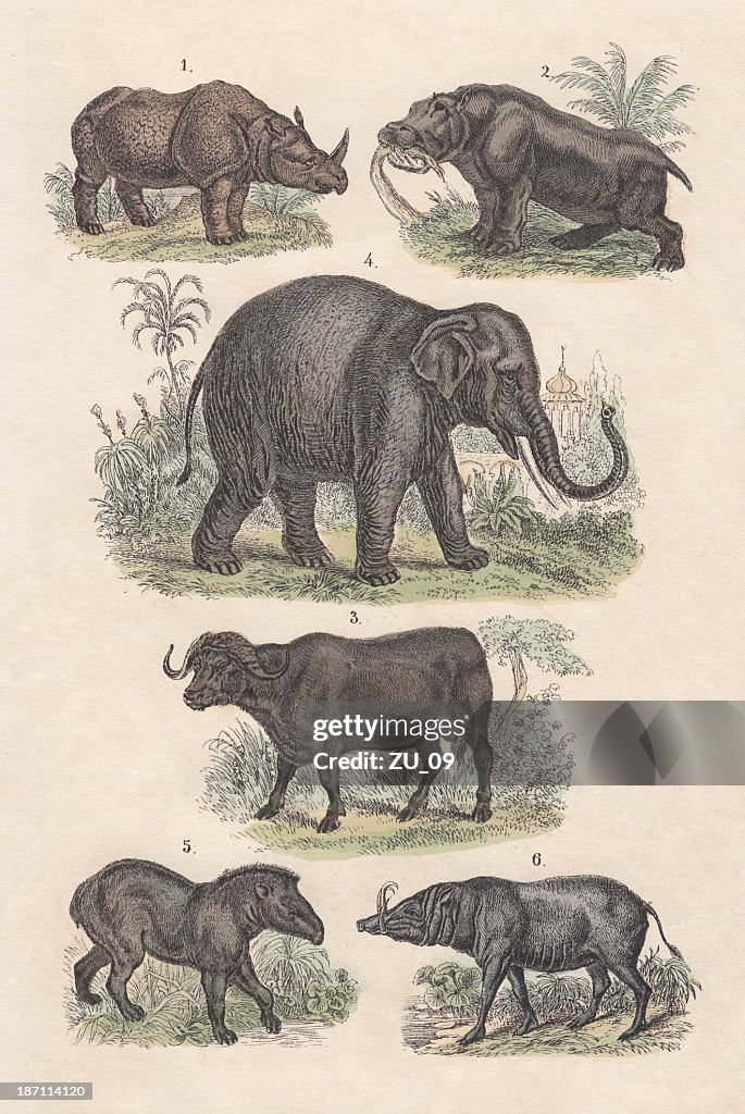 Ungulates, hand-colored lithograph, published in 1880