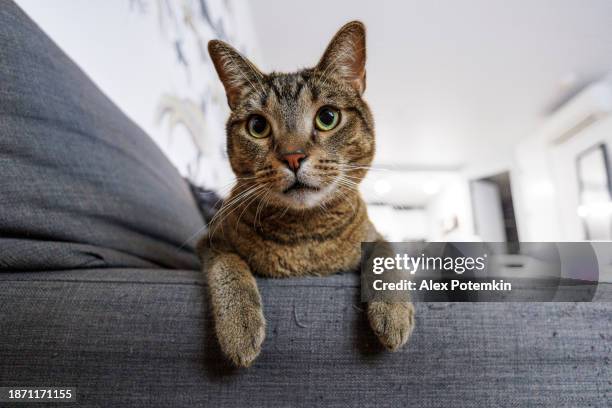 canapé déchiré par un chat. chat tigré, se relaxant sur un canapé en lambeaux et regardant la caméra - griffes ou pinces photos et images de collection