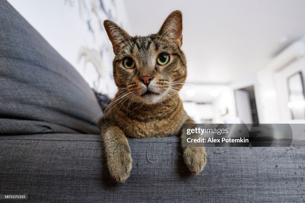 Sofá rasgado por um gato. Gato tabby, relaxando no sofá esfarrapado e olhando para a câmera