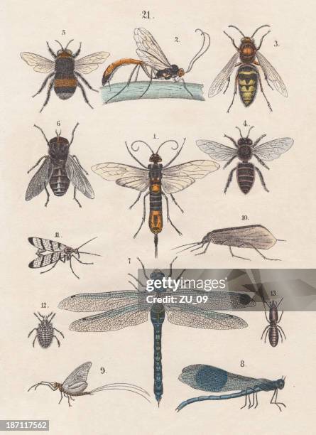 insects, hand-colored lithograph, published in 1880 - damselfly stock illustrations