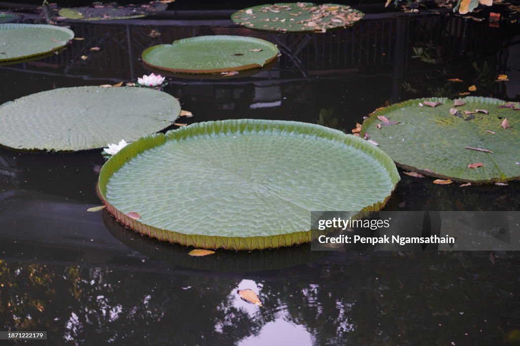 Water lily Plantae, Sacred Lotus, Bean of India, Nelumbo, NELUMBONACEAE name flower in pond Large flowers oval buds Pink tapered end center of the petals are bloated green large leaves stalk Rod lengthy environment nature background in pool