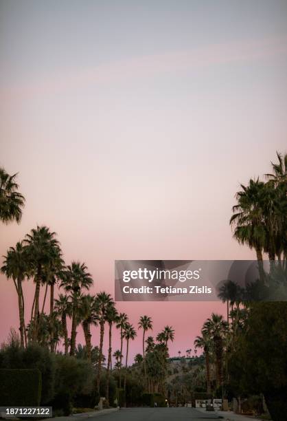 palm alley - palm springs imagens e fotografias de stock