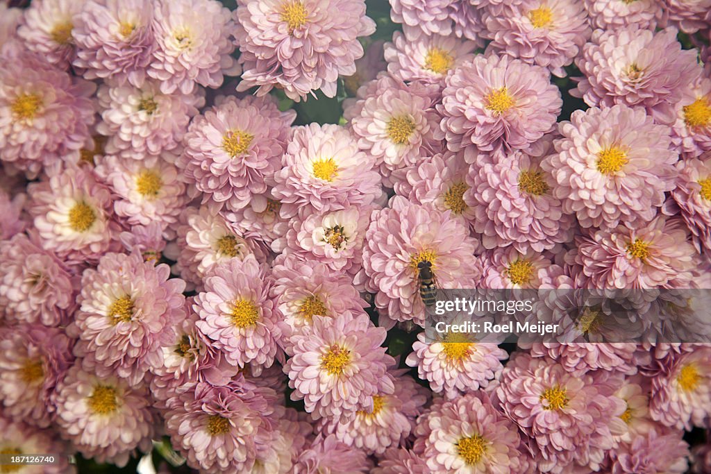 Image filled with pink chrysanthemum flowers