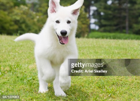 2,079 Of White German Shepherds Photos and Premium High Res Pictures -  Getty Images