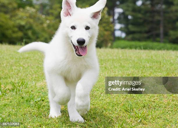 german shepherd puppy running through field - german shepherd stock pictures, royalty-free photos & images