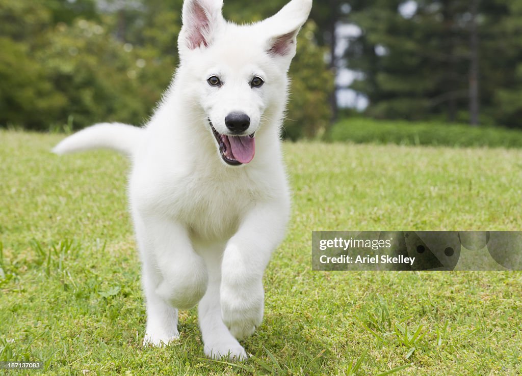 German shepherd puppy running through field