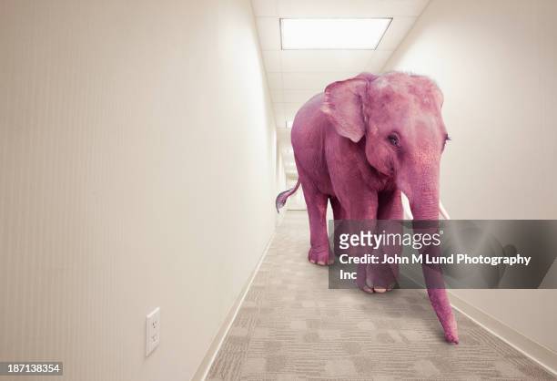 Pink elephant walking in hallway
