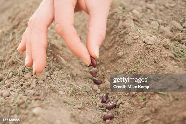 caucasian woman planting seeds - tomato seeds stock pictures, royalty-free photos & images