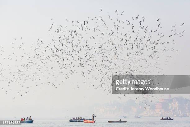 birds flying over boats on water - kumbh mela at allahabad stockfoto's en -beelden