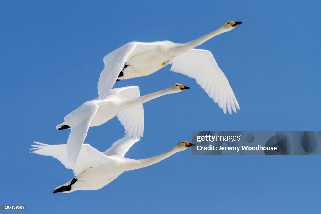 Whooper swans flying in blue sky