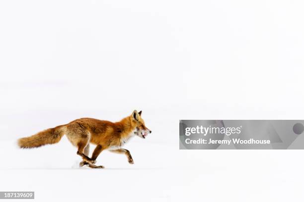 red fox running in snowy landscape - fox snow stock pictures, royalty-free photos & images