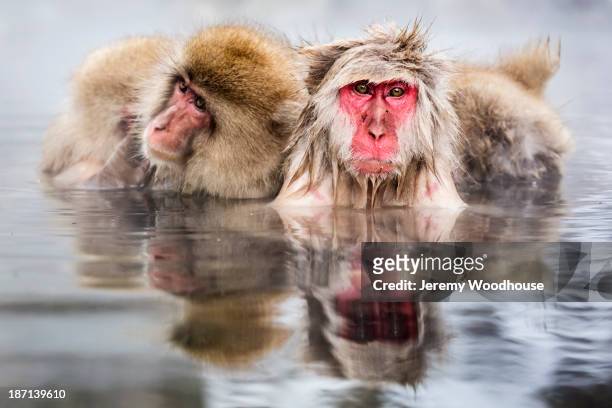 snow monkeys bathing in hot spring - japanese macaque stock pictures, royalty-free photos & images