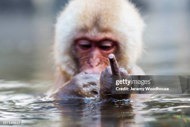snow monkey bathing in hot spring - monkey swimming photos et images de collection