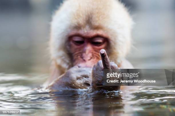 snow monkey bathing in hot spring - macaque foto e immagini stock