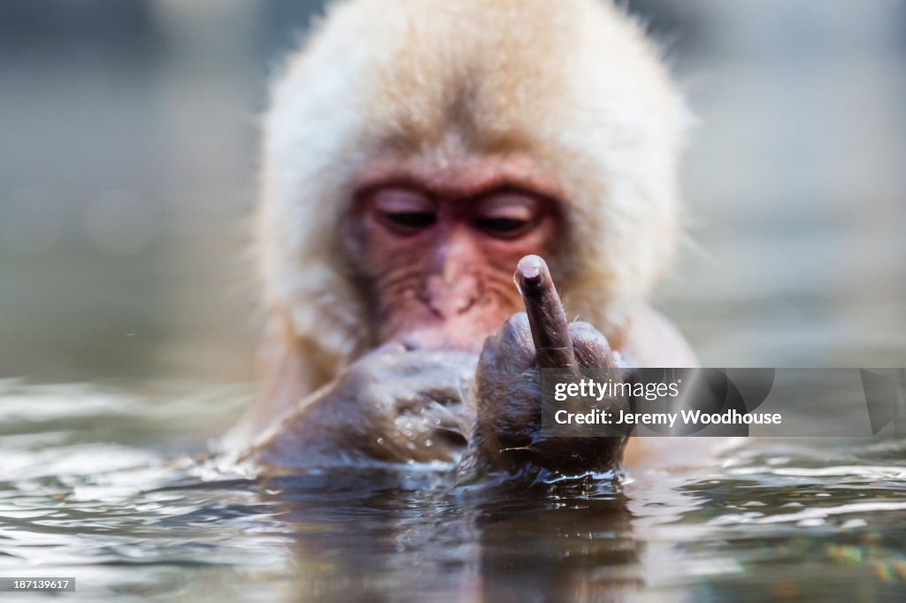 Snow monkey bathing in hot spring