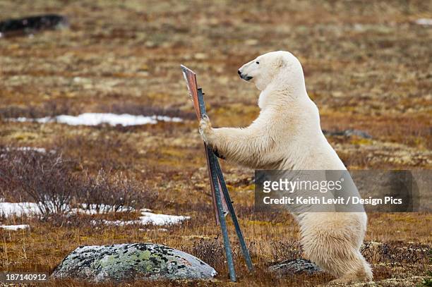 a polar bear (ursus maritimus) stands on it's hind legs leaning against a sign - funny polar bear stock pictures, royalty-free photos & images