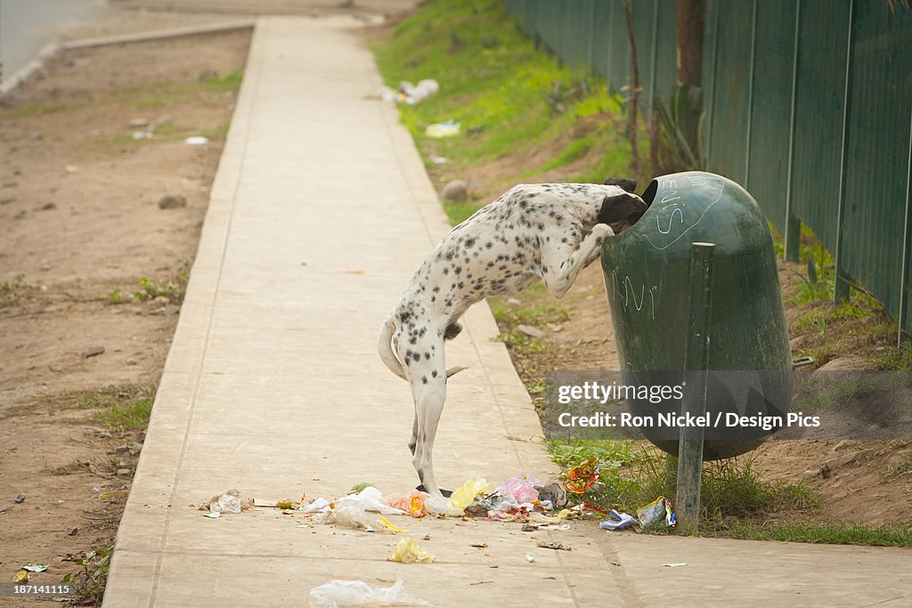 A Dog Standing On Its Hind Legs With Its Head In The Garbage Receptacle With Garbage All Over The Sidewalk