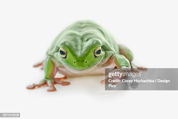 fat green tree frog - イエアメガエル ストックフォトと画像