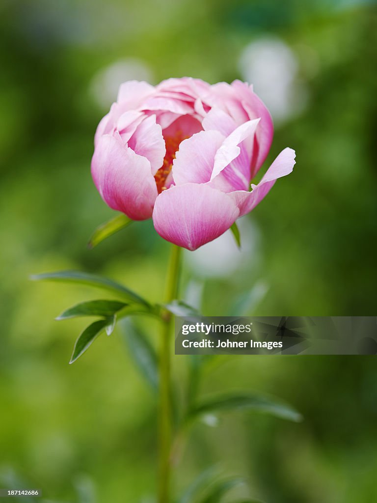 Close-up of pink peony flower