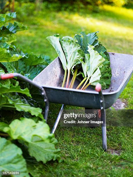rhubarb leaves on wheel-barrow - rabarber stockfoto's en -beelden