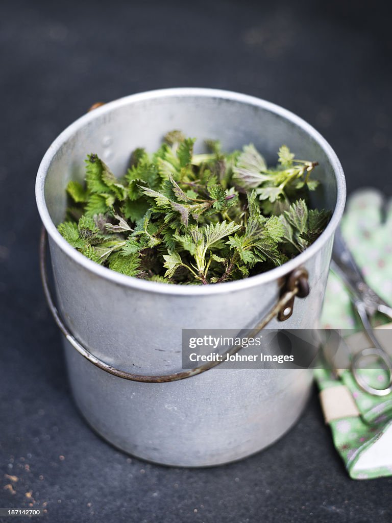 High angle view of metal bucket full of nettle