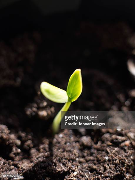 close-up of growing seedling - germinating stock pictures, royalty-free photos & images