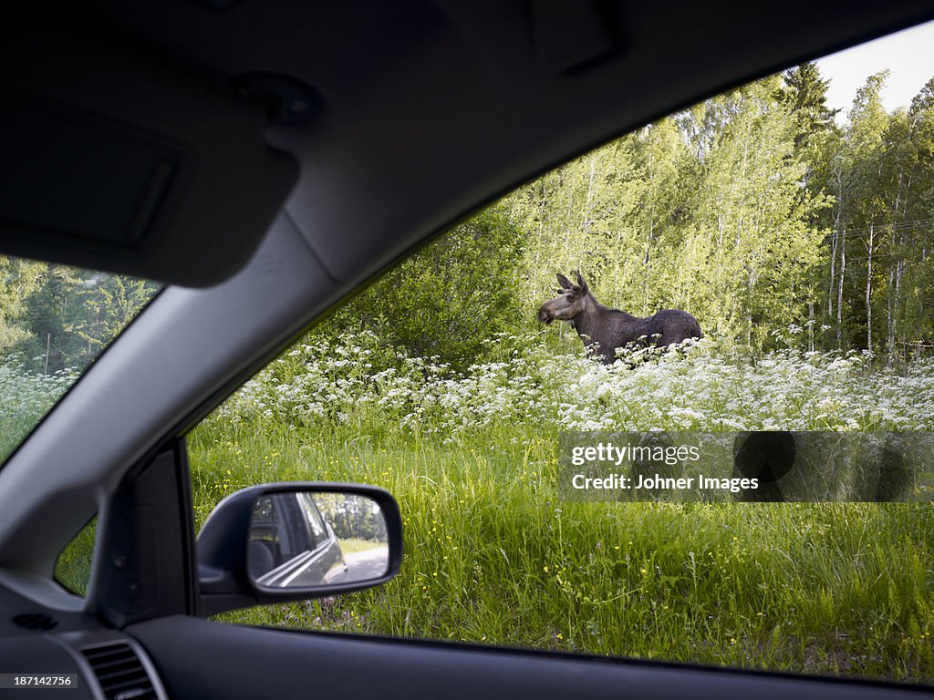 Elk seen from car