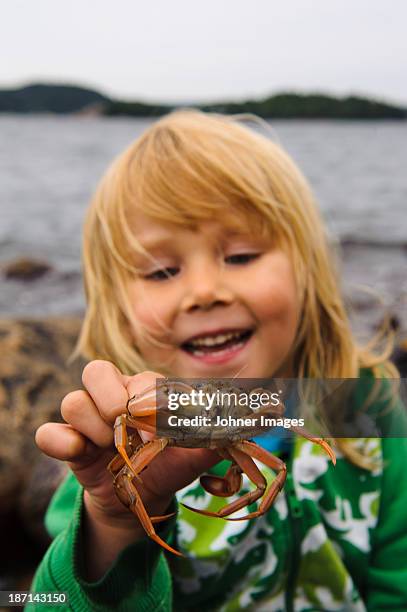 boy holding crab - crab stock pictures, royalty-free photos & images