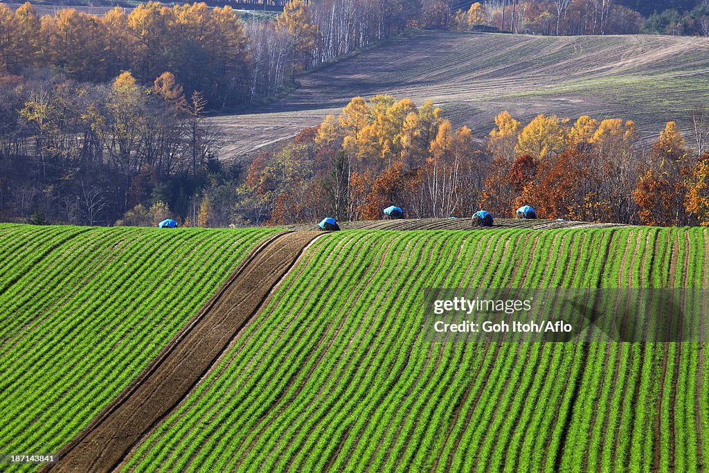 Wheat field and trees, Hokkaido