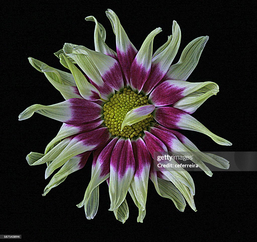 Chrysanthemum