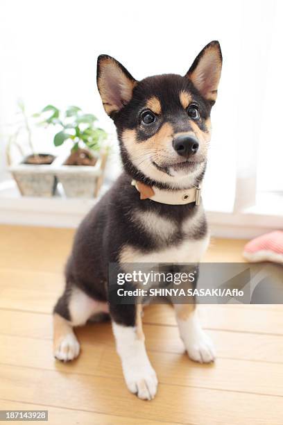 shiba inu pet - cute shiba inu puppies stock pictures, royalty-free photos & images