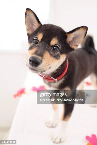 shiba inu pet - cute shiba inu puppies stock pictures, royalty-free photos & images